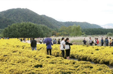 Taehwagang Autumn Chrysanthemum Festival