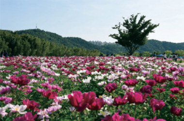Taehwagang Spring Flower Festival