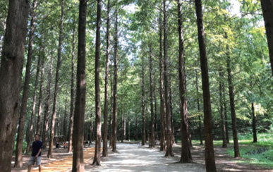 Metasequoia Tree Road