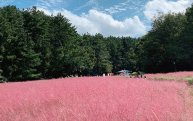 Pink Muhly Grass Garden