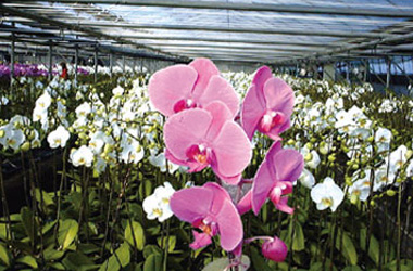 Ulju Eutteum Orchid