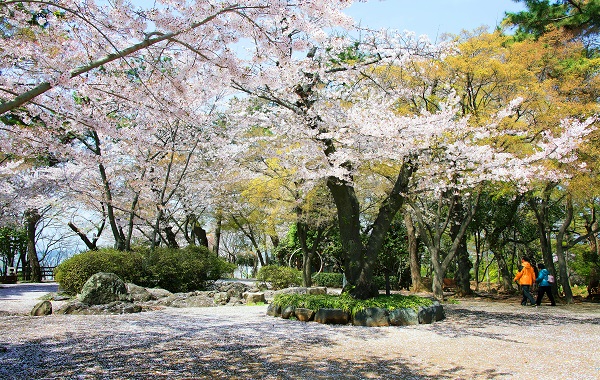 학성공원 사진1_벚꽃사진