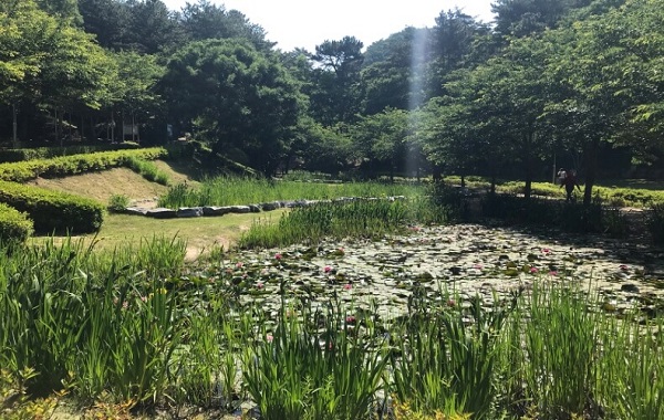 화동못 수변공원3_생태습지