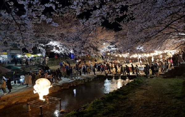 [미정] 궁거랑 벚꽃 한마당 현장사진