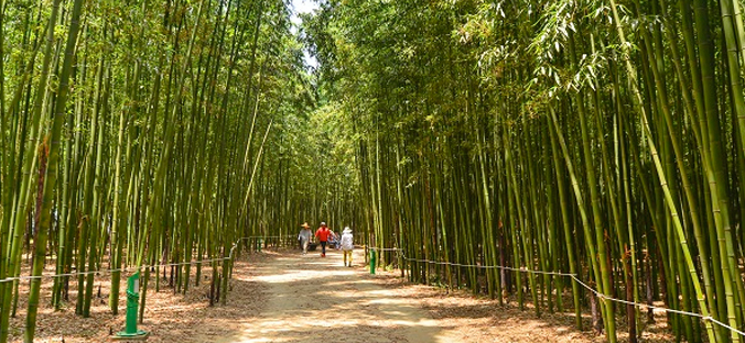 太和江国家庭园十里竹林