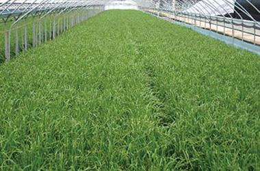 Ulju Garlic Chives
