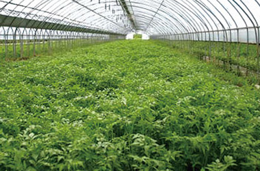 Ulju Water Dropwort