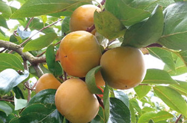 Ulju Persimmon