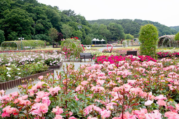 蔚山大公園バラ祭り