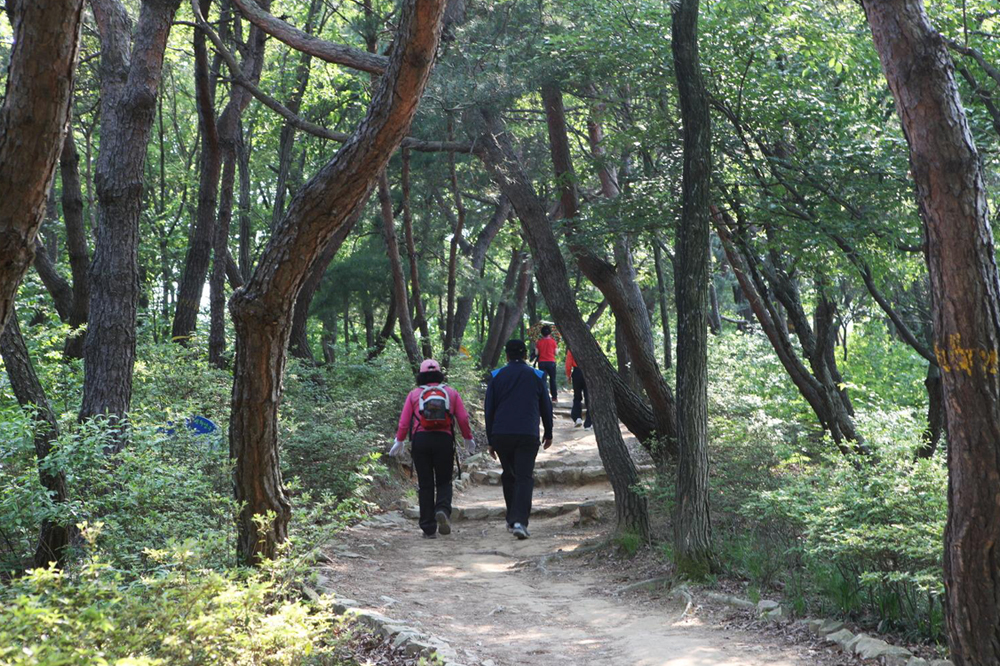 울산어울길 중 남산 솔마루길 주위에 길게 뻗은 나무가 울창하게 있는 모습