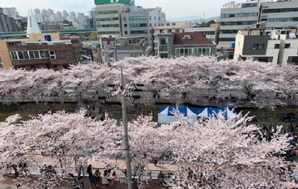 궁거랑벚꽃한마당 - 낮벚꽃풍경